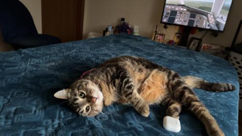 Lost Male Cat last seen E market and E buchtel by circle K, Akron, OH 44304