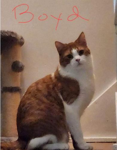 Lost Male Cat last seen Monterey Ct./Castlewood , Howell, MI 48855