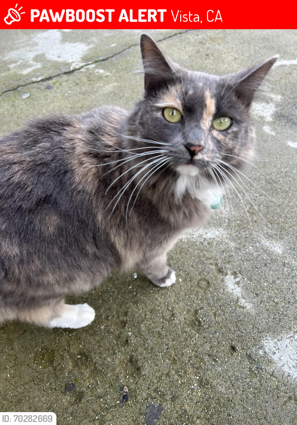 Lost Female Cat last seen Townsite dr. Vista ca, Vista, CA 92084