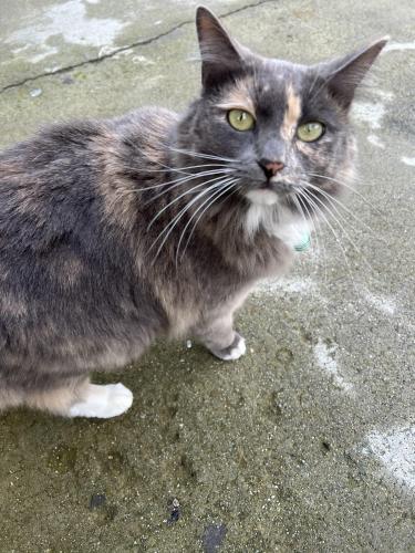 Lost Female Cat last seen Townsite dr. Vista ca, Vista, CA 92084