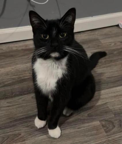 Lost Male Cat last seen Lamon and Crystal, Chicago, IL 60651