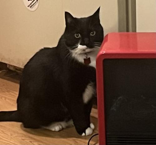 Lost Male Cat last seen Whitman Ave and 109th St N. 98133, Seattle, WA 98133