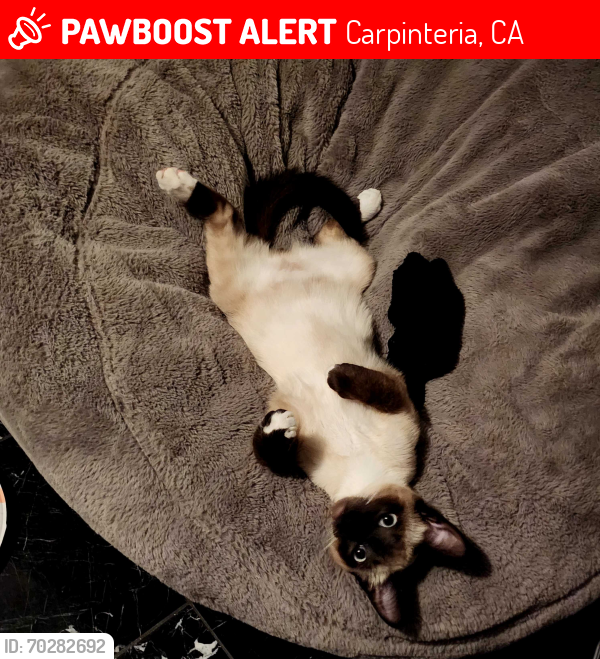 Lost Male Cat last seen Pacific Village Dr. neighborhood, Carpinteria, CA 93013