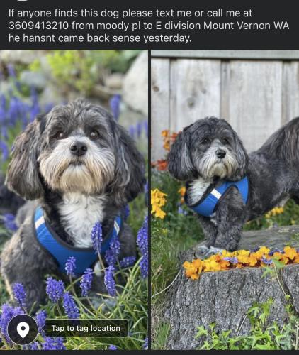 Lost Male Dog last seen E division , Mount Vernon, WA 98274