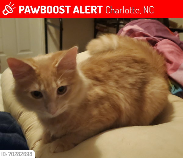Lost Female Cat last seen Begonia and Caroll Ann, Charlotte, NC 28215