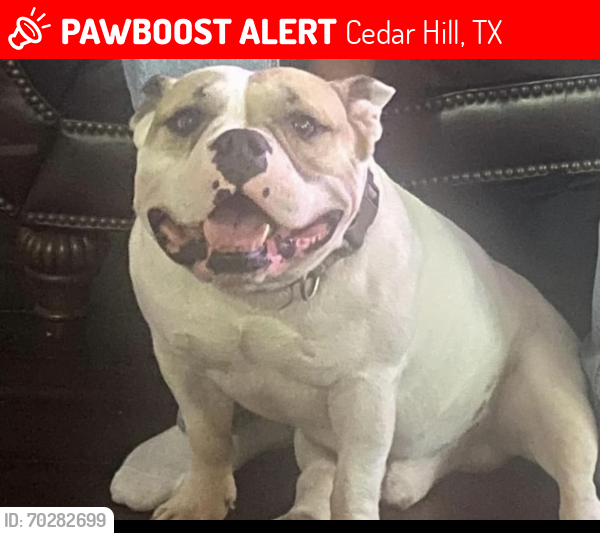 Lost Male Dog last seen Near Wood Dale Circle, Cedar Hill, TX 75104