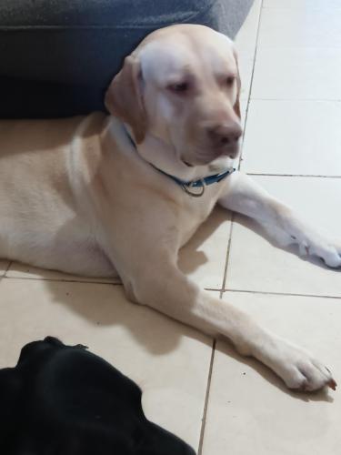 Lost Male Dog last seen 71st and peoria, Peoria, AZ 85345