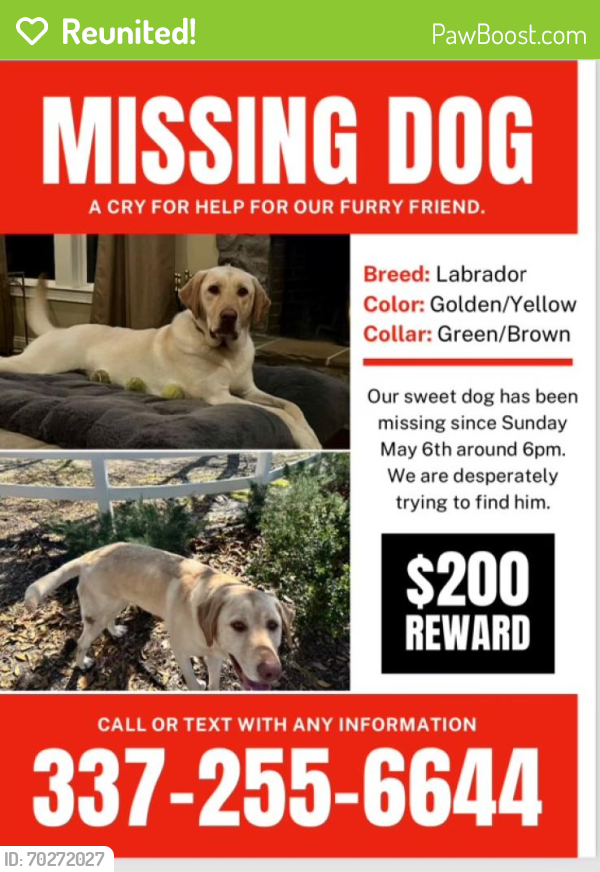 Reunited Male Dog last seen Hwy182, Sunset, LA 70584