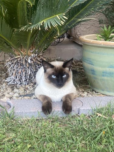 Lost Male Cat last seen Hollywood , Las Vegas, NV 89110