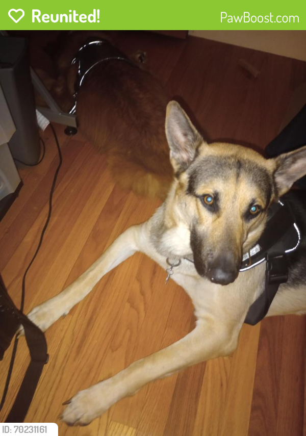 Reunited Male Dog last seen Belmont and Hamilton /Colrain and Northbend, Cincinnati, OH 45224