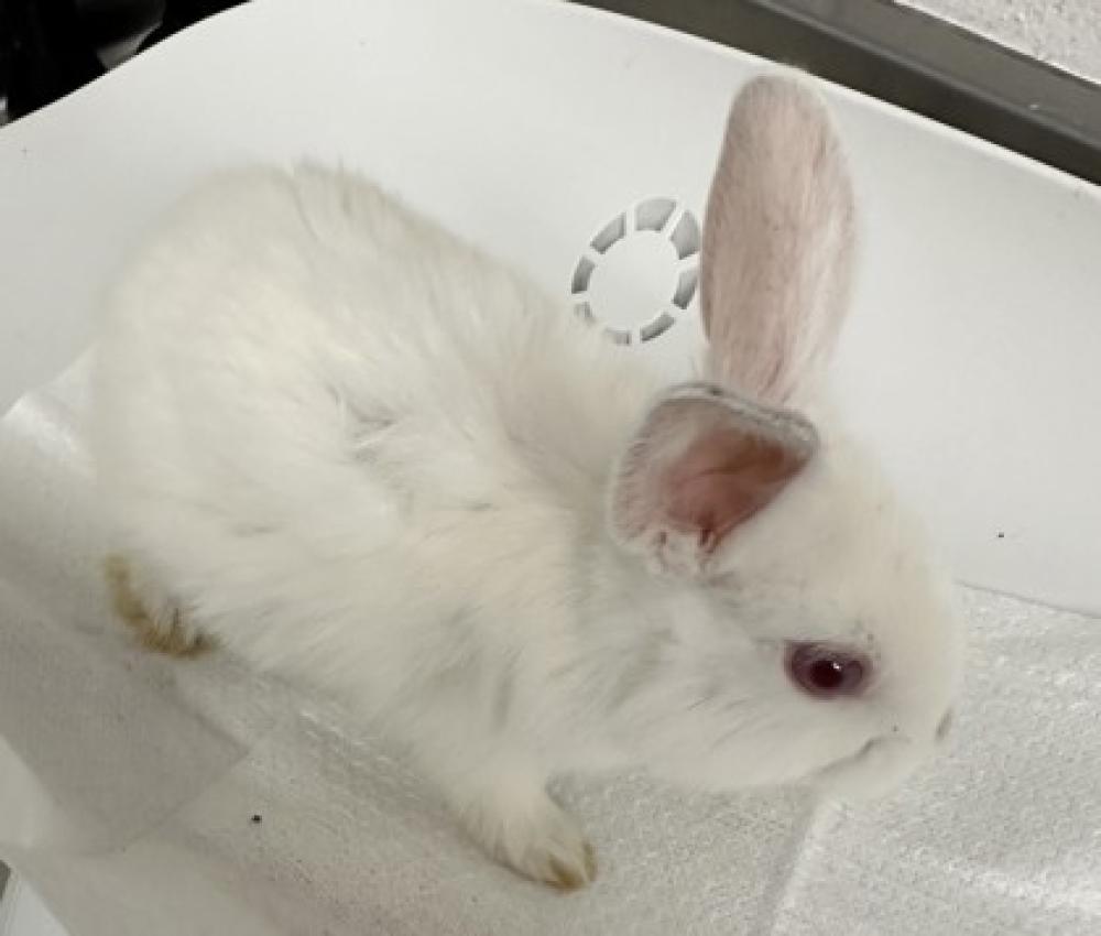 Shelter Stray Male Rabbit last seen , CA , Oakland, CA 94601