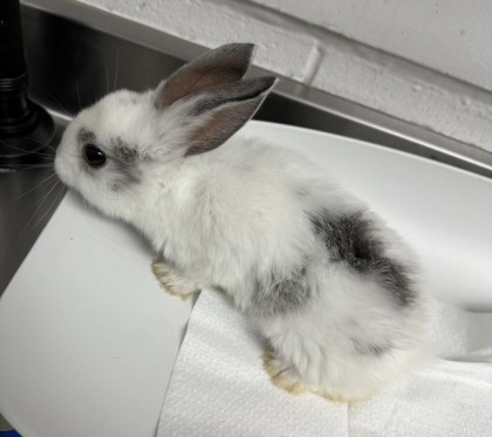Shelter Stray Female Rabbit last seen , CA , Oakland, CA 94601