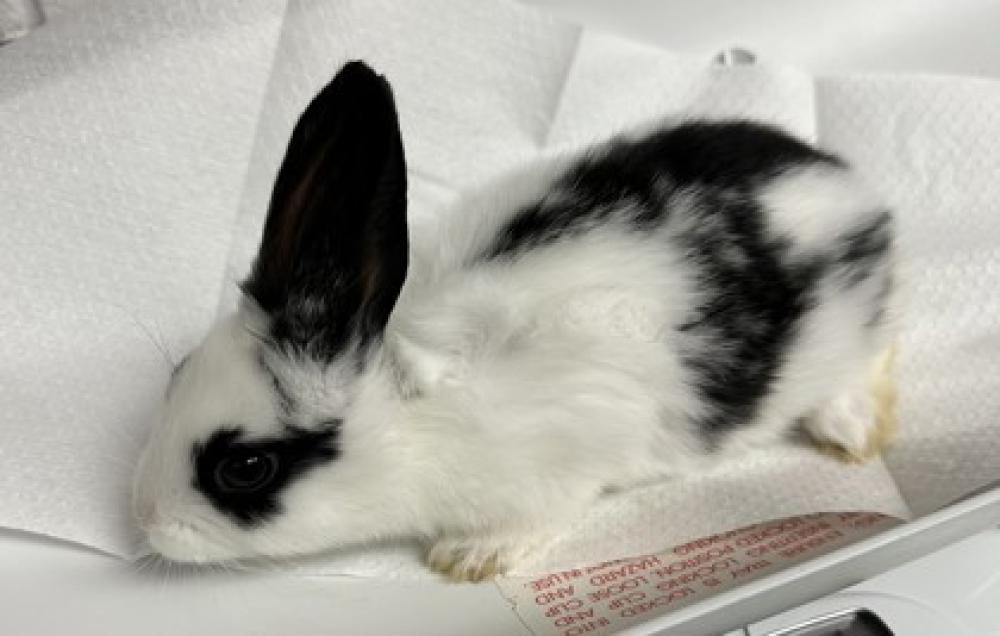 Shelter Stray Female Rabbit last seen , CA , Oakland, CA 94601