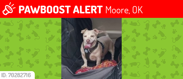 Lost Male Dog last seen The Apples, 34th and Eastern , Moore, OK 73160