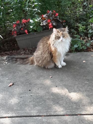 Lost Female Cat last seen Stonebridge, Country Club, Mountain View, Winston-Salem, NC 27104