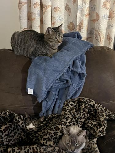 Lost Male Cat last seen Corner of East north and Bedford street, Carlisle, PA 17013