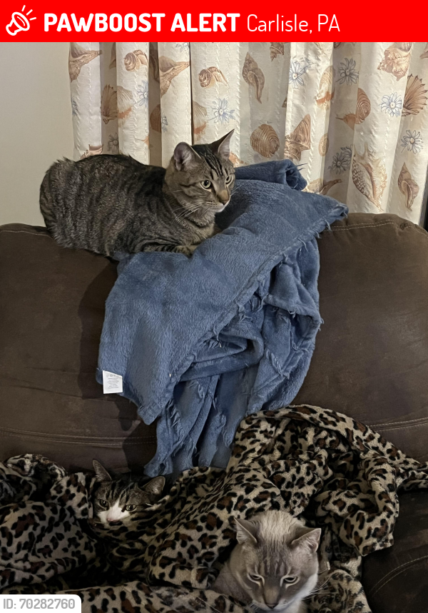 Lost Male Cat last seen Corner of East north and Bedford street, Carlisle, PA 17013