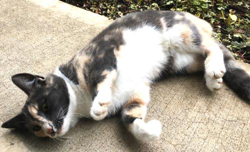 Lost Female Cat last seen Main Street, Springfield, OR 97478