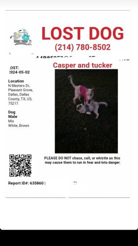Lost Male Dog last seen North master dr dallas tx, Dallas, TX 75203