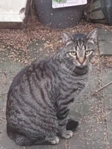 Lost Male Cat last seen Near Spout Springs Rd, Muslce Shoals, AL 35661, Colbert County, AL 35661