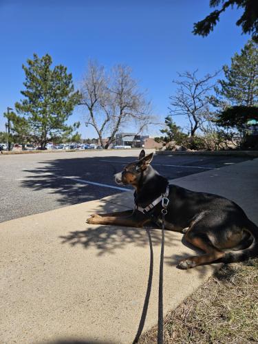 Lost Male Dog last seen Foothills Pkwy and zamia ave, Boulder, CO 80304