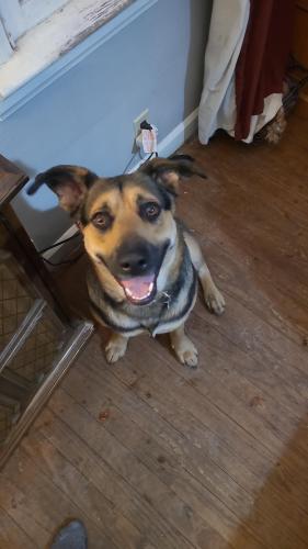 Lost Female Dog last seen Rockville road and Burke Avenue , Indianapolis, IN 46234