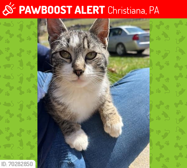 Lost Female Cat last seen Bell Rd, Christiana, PA 17509