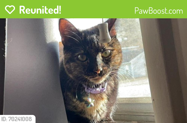 Reunited Female Cat last seen Near Rannock Dr, Fayetteville, NC 28304, USA, Fayetteville, NC 28304