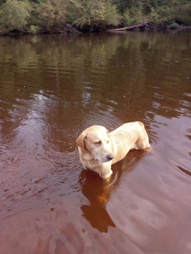 Lost Male Dog last seen Hwy 15 and Wire Rd St. George  SC, Wire Rd, SC 29477