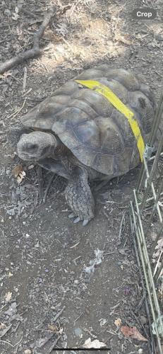 Lost Female Reptile last seen Elk Grove Blvd. and Bradshaw Road , Elk Grove, CA 95624