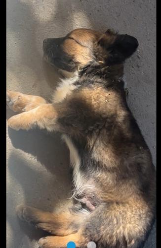 Lost Male Dog last seen Gladstone and Polk , Los Angeles, CA 91342