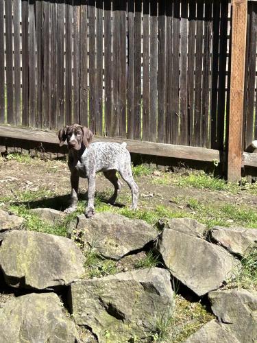 Lost Male Dog last seen Near 5th ave ne, Seattle, WA 98115