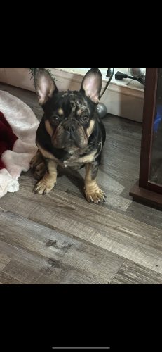 Lost Male Dog last seen Me, Fort Worth, TX 76117