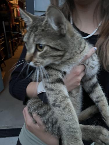 Found/Stray Unknown Cat last seen Between Lowell and Meade St and 44th and 45st , Denver, CO 80211