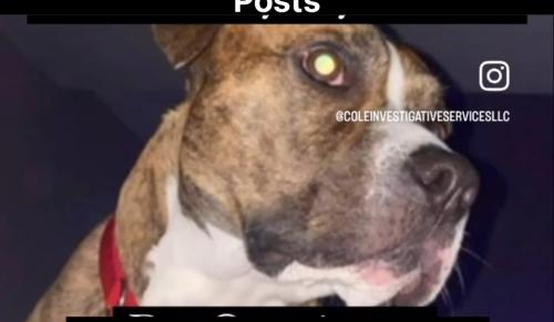 Lost Male Dog last seen Bullard, New Orleans, LA 70128
