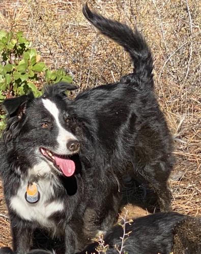 Lost Male Dog last seen China Hat Rd and Fox Butte, Bend, OR 97702