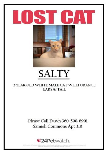 Lost Male Cat last seen Samish way, Bellingham, WA 98225