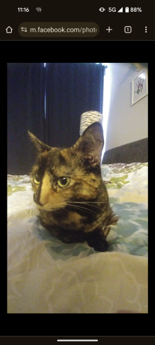 Lost Female Cat last seen Saint George Street and 26th avenue, Vancouver, BC V5V 4A2