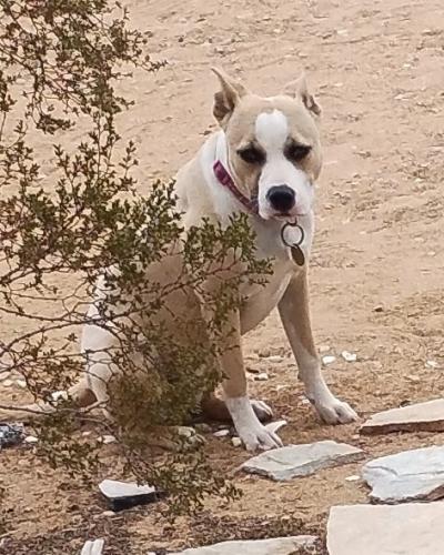 Lost Female Dog last seen Sitting bull, Apple Valley, CA 92307