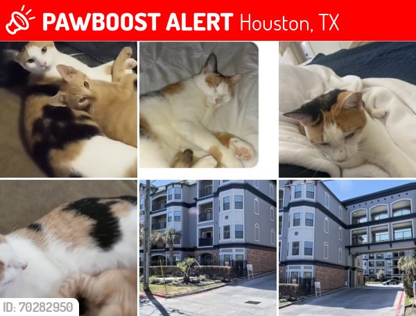 Lost Female Cat last seen The Jaxon apmts, Houston, TX 77345