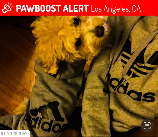 Lost Female Dog last seen Pico & Crescent Heights, Los Angeles, CA 90035