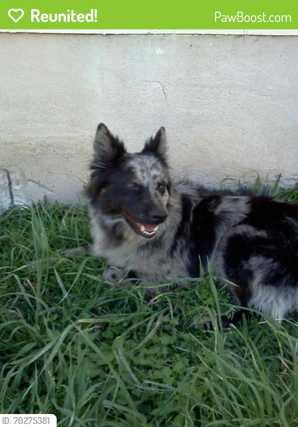 Reunited Female Dog last seen Westinghouse & Maple, Georgetown, TX 78626
