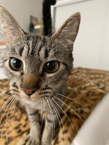 Lost Female Cat last seen Cashio/Bedford , Los Angeles, CA 90035