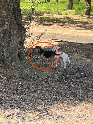 Lost Unknown Dog last seen Garfield and Shaw, Fresno County, CA 93723