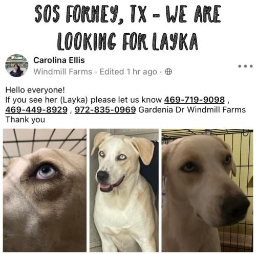 Lost Female Dog last seen Windmill farms neighborhood, Forney, TX 75126