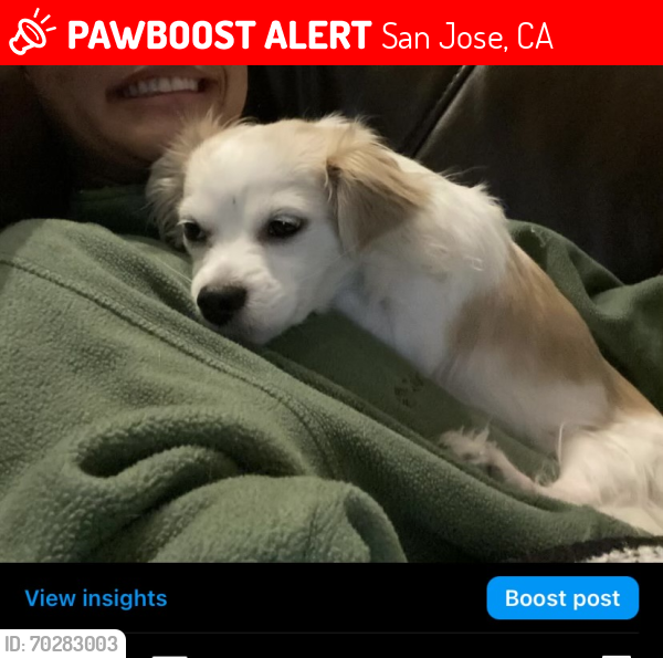 Lost Female Dog last seen Oakland road, San Jose, ca, San Jose, CA 95131