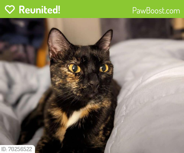 Reunited Female Cat last seen Crosspoint , Taylorsville, UT 84118
