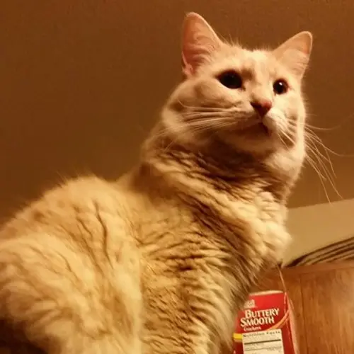 Lost Male Cat last seen By the corner of Timber and Coolidge , Rhinelander, WI 54501