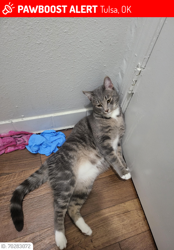 Lost Male Cat last seen Skelly Dr. Between Lewis and peoria, Tulsa, OK 74145