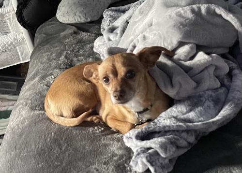 Lost Female Dog last seen Cerritos Avenue 60th Street, Long Beach, CA 90805